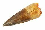 Fossil Spinosaurus Tooth - Real Dinosaur Tooth #346771-1